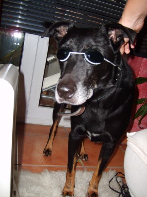 fox.jpg (842.43 KiB) 3090-mal betrachtet fox.jpg