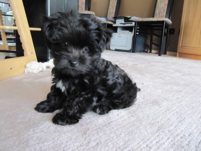 IMG_4699b.jpg (239.42 KiB) 11897-mal betrachtet IMG_4699b.jpg