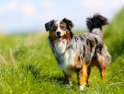 australian-shepherd.jpg