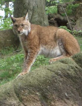 Luchs.jpg