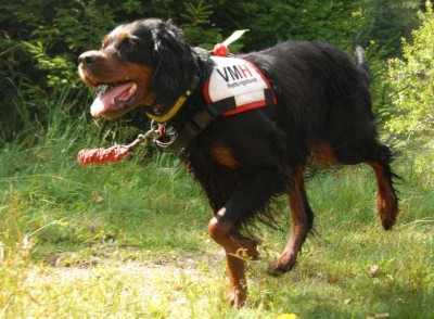 2009_08_22_Flächensuchhund_Ausstattung_DSC_6066.jpg