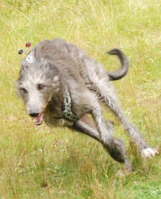 2009_08_27_Deerhound_DSC_7525.jpg