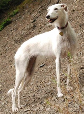 2009_08_27_Galgo_Rauhaar_DSC_7445.jpg