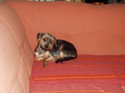 Biene nochmal.JPG (413.39 KiB) 2137-mal betrachtet Biene nochmal.JPG