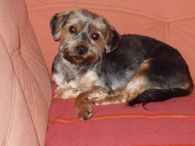 die Biene.JPG (393.54 KiB) 2137-mal betrachtet die Biene.JPG