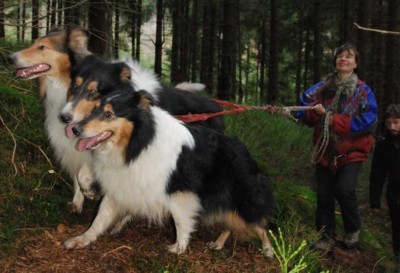 2009_11_29_Amerikanische_Collies_DSC_1588.jpg