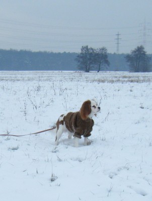 1001270013.JPG (223.54 KiB) 2298-mal betrachtet 1001270013.JPG