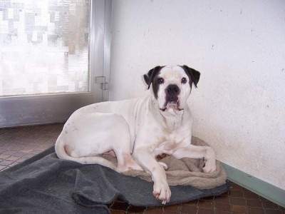 Al Capone.JPG (26.06 KiB) 6788-mal betrachtet Al Capone.JPG