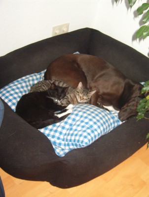 die drei musketiere.jpg