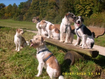 treffen der geschwister A-wurf vom rosenbach 2010 005.jpg