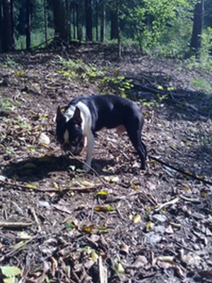 Waldlehrpfad 5.9.10 027.jpg (263.46 KiB) 4492 mal betrachtet Im schönen Herbstwald