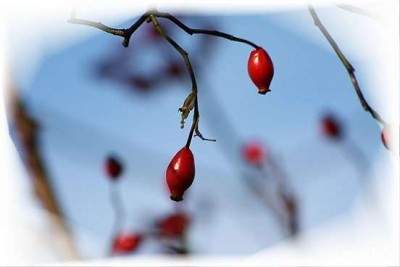 Natur_November10 (5).jpg