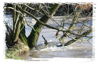 Natur_November10 (9).jpg