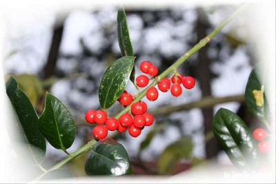 Natur_November10 (3).jpg