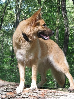 september_3.jpg (304.75 KiB) 4139-mal betrachtet september_3.jpg