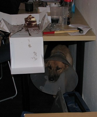 kragen.jpg (132.28 KiB) 4405 mal betrachtet Unglücklich mit Kragen unter den Tisch verbannt.
