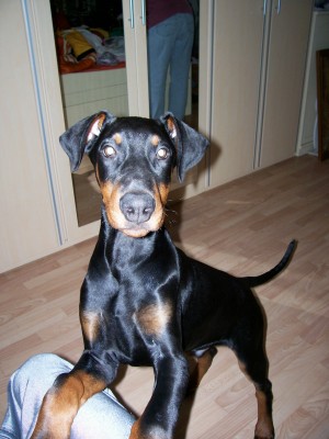 Sheriff 012.jpg (597.31 KiB) 4158-mal betrachtet Sheriff 012.jpg