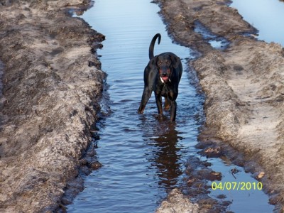 Don schlappert lieber das Wasser als frisches (4).JPG