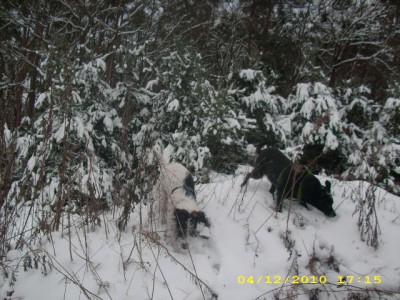 winterlandschaft 2010 012.jpg