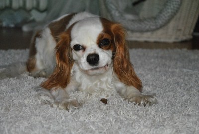 11.JPG (116.69 KiB) 3061-mal betrachtet 11.JPG