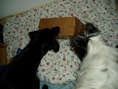 Rya und Sam 001.JPG (646.79 KiB) 3573 mal betrachtet Das riecht aber gut! Was da wohl drin ist?!