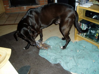 Rya und Sam 009.JPG (647.08 KiB) 3022-mal betrachtet Rya und Sam 009.JPG