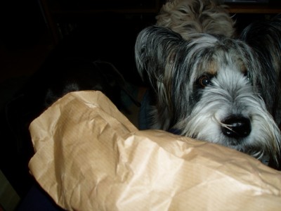 Rya und Sam 011.JPG (690.94 KiB) 3384-mal betrachtet Rya und Sam 011.JPG