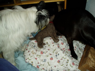 Rya und Sam 015.JPG (680.04 KiB) 3574 mal betrachtet Guck mal Sam, was da Schönes drin war! Das ist doch viel besser als Futter!!!
