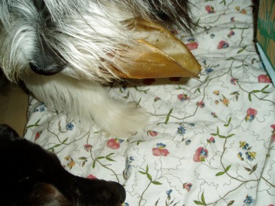 Rya und Sam 025.JPG