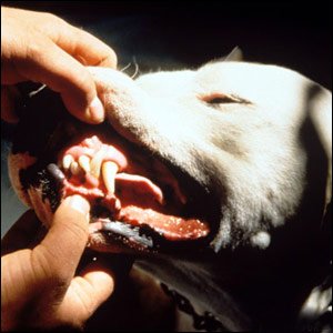 dogo1.jpg