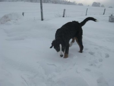 IMG_0533.JPG (14.01 KiB) 5109 mal betrachtet Schneemäuse, wo seid ihr? Ich riech Euch doch!