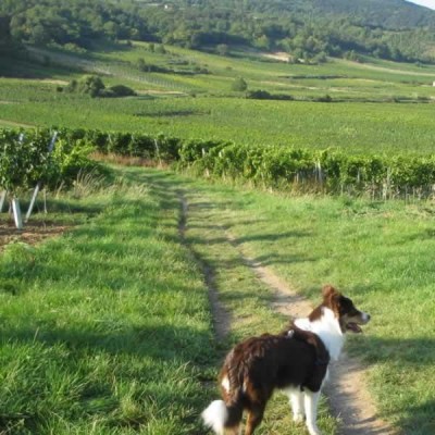 KYWeinberge.jpg (58.97 KiB) 5640 mal betrachtet Sommerfotos