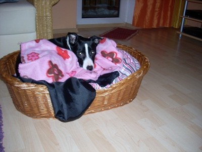 Hasi Körbchen.jpg