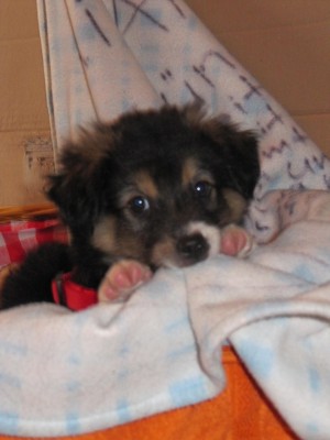 welpenglueck2paint 029.JPG (247.56 KiB) 8308-mal betrachtet welpenglueck2paint 029.JPG