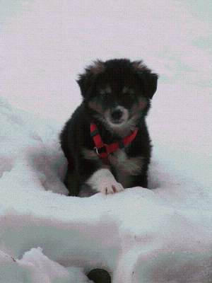 welpenglueck2paint.GIF (257.76 KiB) 8307-mal betrachtet welpenglueck2paint.GIF