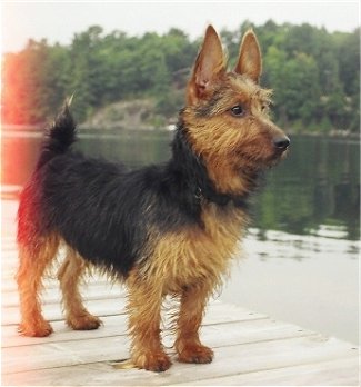AustralianTerrier7monthsdockJonty.JPG