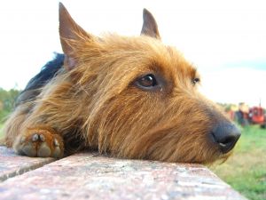 16_778088_australian_terrier.jpg