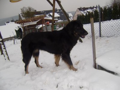 Aica Schnee 011.JPG
