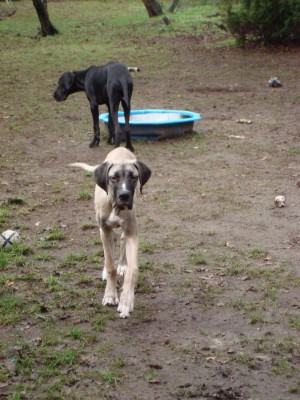 momo, lennox, anton 2011 092.JPG
