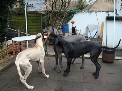 momo, lennox, anton 2011 094.JPG
