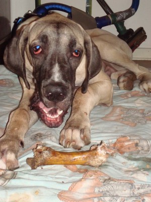momo, lennox, anton 2011 108.JPG