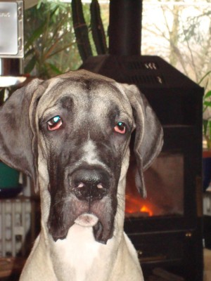 momo, lennox, anton 2011 113.JPG