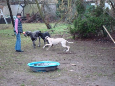 momo, lennox, anton 2011 145.JPG