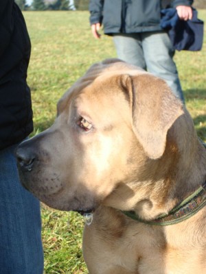 lennox. lou & co 111 - Kopie.JPG