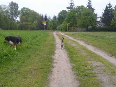 Frauchen warte auf mich, Dori im Anmarsch.jpg