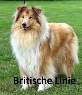 collie-sable-weiss.jpg