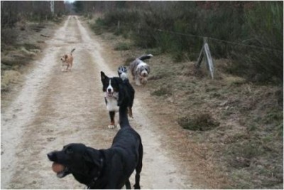 Hunderunde in der Döberitzer Heide.jpg