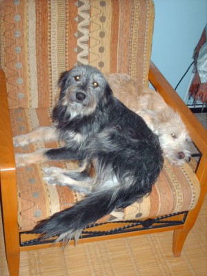 PIPO  GÖZLÜM 005.jpg