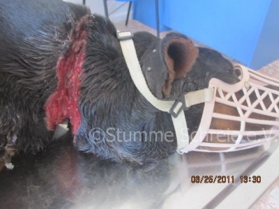 25. haziran. 2011 boynu yarali köpek 018.JPG
