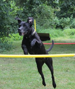 Sally Agility 2011.jpg